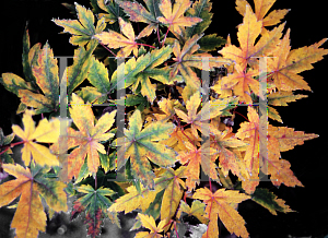 Picture of Acer palmatum 'Koto maru'