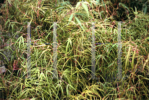 Picture of Acer palmatum(Linearilobum Group) 'Koto-no-ito'