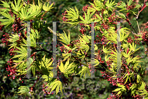 Picture of Acer palmatum (Matsumurae Group) 'Kurabu yama'