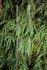 Picture of Acer palmatum (Dissectum Group) 'Lemon Chiffon'