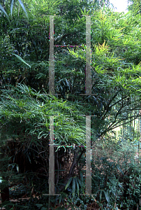 Picture of Acer palmatum(Linearilobum Group) 'Atrolineare (Linearilobum)'