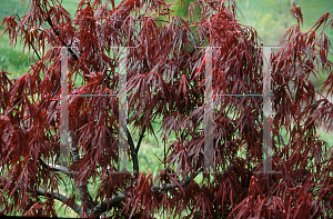 Picture of Acer palmatum (Dissectum Group) 'LionHeart'