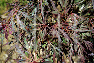 Picture of Acer palmatum (Dissectum Group) 'LionHeart'