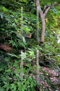Picture of Acer palmatum 'Lozita'