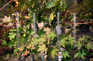 Picture of Acer palmatum (Amoenum Group) 'Lutescens1'