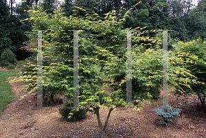Picture of Acer palmatum 'Mai mori'