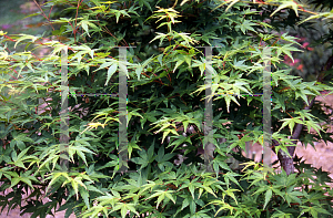 Picture of Acer palmatum 'Mai mori'