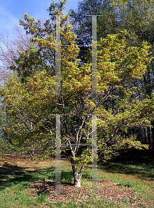 Picture of Acer palmatum 'Maiko'