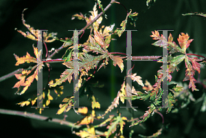 Picture of Acer palmatum 'Mama'