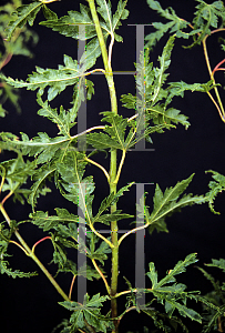 Picture of Acer palmatum 'Mama'