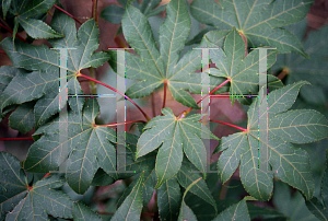 Picture of Acer palmatum (Amoenum Group) 'Mamori'