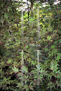 Picture of Acer palmatum (Amoenum Group) 'Mary B. McDonald'