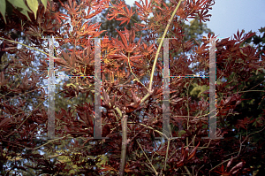 Picture of Acer palmatum (Amoenum Group) 'Mary B. McDonald'