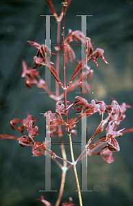 Picture of Acer palmatum 'Mary Eddinglow'