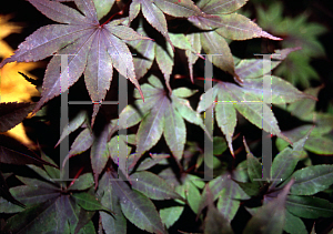 Picture of Acer palmatum 'Mary Eddinglow'