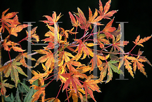 Picture of Acer palmatum 'Matsugae (Argenteomarginatum)'