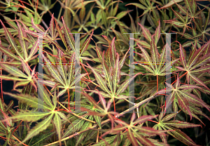Picture of Acer palmatum (Matsumurae Group) 'Matsukaze'