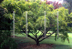 Picture of Acer palmatum (Matsumurae Group) 'Matsukaze'