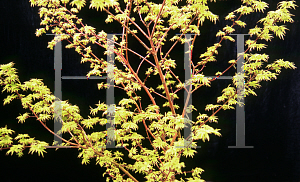Picture of Acer palmatum 'Matthew'