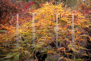 Picture of Acer palmatum (Dissectum Group) 'Maymont'