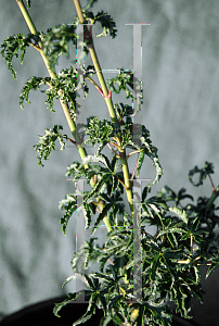 Picture of Acer palmatum 'Meijishi (Shishigashira)'