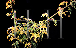 Picture of Acer palmatum 'Meijishi (Shishigashira)'