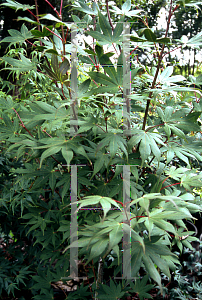 Picture of Acer palmatum 'Miamori'