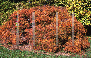 Picture of Acer palmatum (Dissectum Group) 'Mioun'