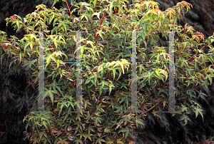 Picture of Acer palmatum 'Mizuho beni'