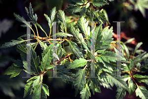 Picture of Acer palmatum 'Momenshide'