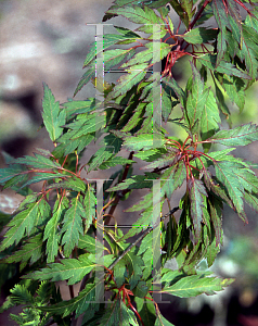 Picture of Acer palmatum 'Momenshide'