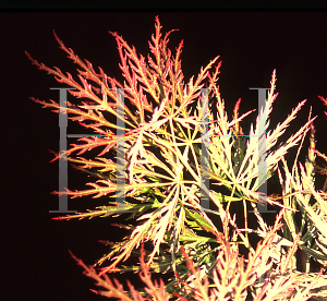 Picture of Acer palmatum (Dissectum Group) 'Morris Arboretum'
