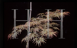 Picture of Acer palmatum (Dissectum Group) 'Morris Arboretum'