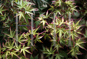 Picture of Acer palmatum 'Murasaki kiyohime'
