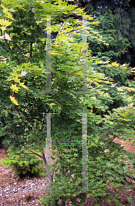 Picture of Acer palmatum (Amoenum Group) 'Matsuyoi'