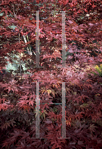 Picture of Acer palmatum 'Niro gawa'