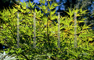 Picture of Acer palmatum 'Nishiki gawa'