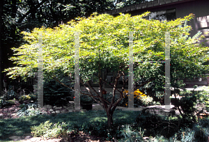 Picture of Acer palmatum 'Nishiki gawa'