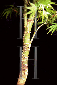 Picture of Acer palmatum 'Arakawa (Nishiki sho)'