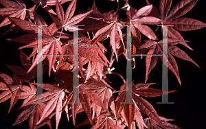 Picture of Acer palmatum (Matsumurae Group) 'Nomura nishiki'