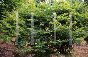 Picture of Acer palmatum 'Nomura Select'