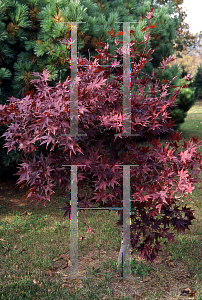 Picture of Acer palmatum (Matsumurae Group) 'Nuresagi'