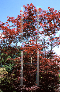 Picture of Acer palmatum (Matsumurae Group) 'Nuresagi'