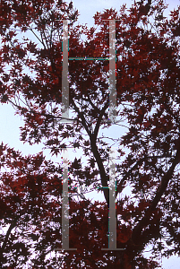 Picture of Acer palmatum 'O shi rini'