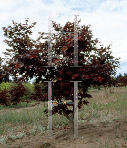 Picture of Acer palmatum (Amoenum Group) 'Ogon sarasa'