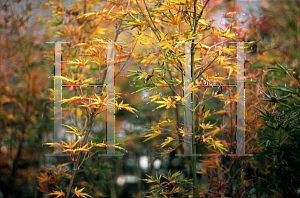 Picture of Acer palmatum 'Okushimo'