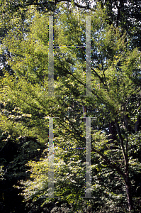 Picture of Acer palmatum 'Okushimo'