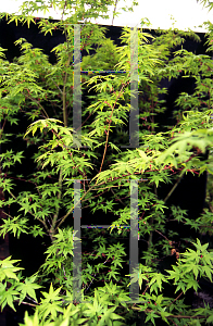 Picture of Acer palmatum 'Ogi nagare'