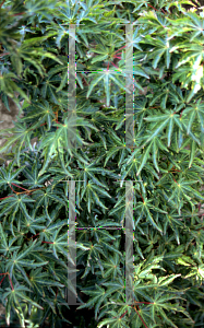 Picture of Acer palmatum (Matsumurae Group) 'O jishi'
