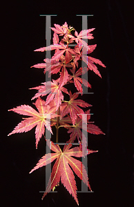 Picture of Acer palmatum (Matsumurae Group) 'Orion'